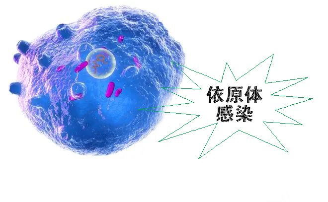 怎么不知不覺就感染了沙眼依原體呢？